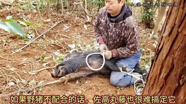 夢(mèng)見抓野豬