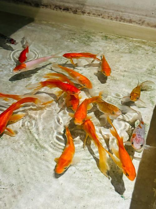 家中養(yǎng)魚