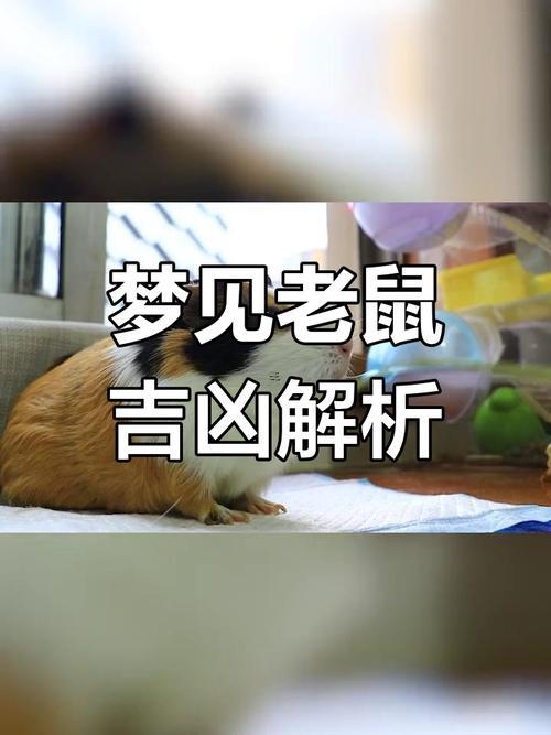 白天夢到老鼠是什么東西意思