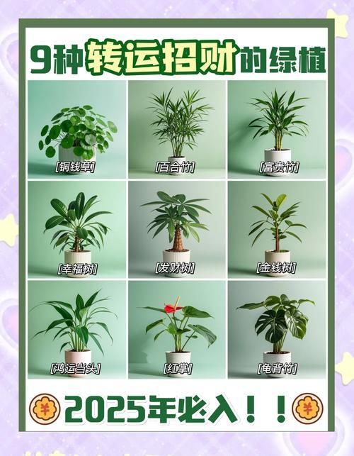 陽臺放何事植物旺財(cái)