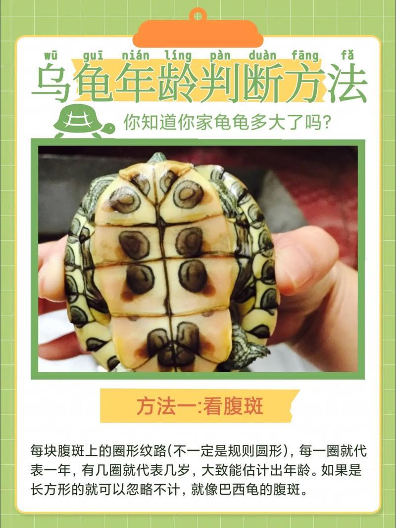 烏龜殼算卦叫何事