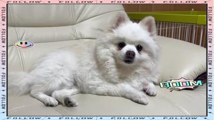 孕婦夢見小白狗