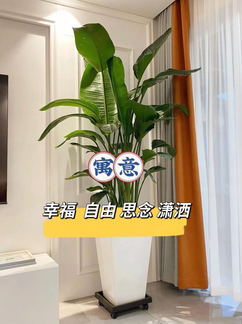 客廳最旺宅的大型植物