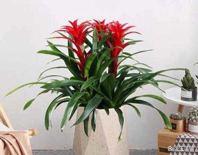 家里養(yǎng)啥花