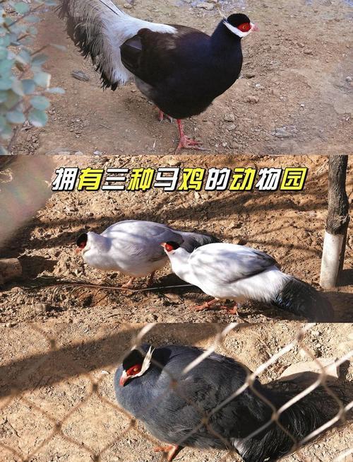 馬同雞合不合