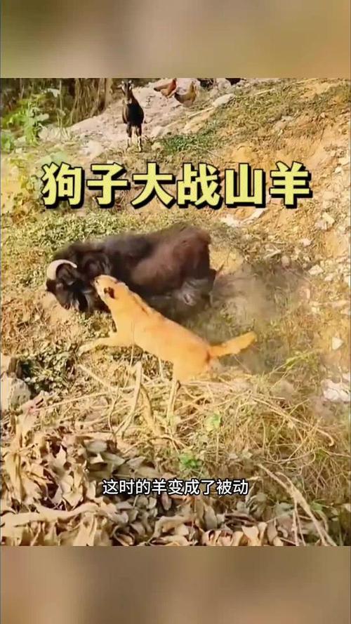 狗還有羊合不合