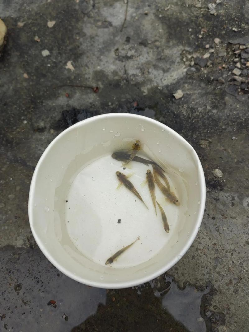 夢(mèng)見(jiàn)撈了狠多魚(yú)