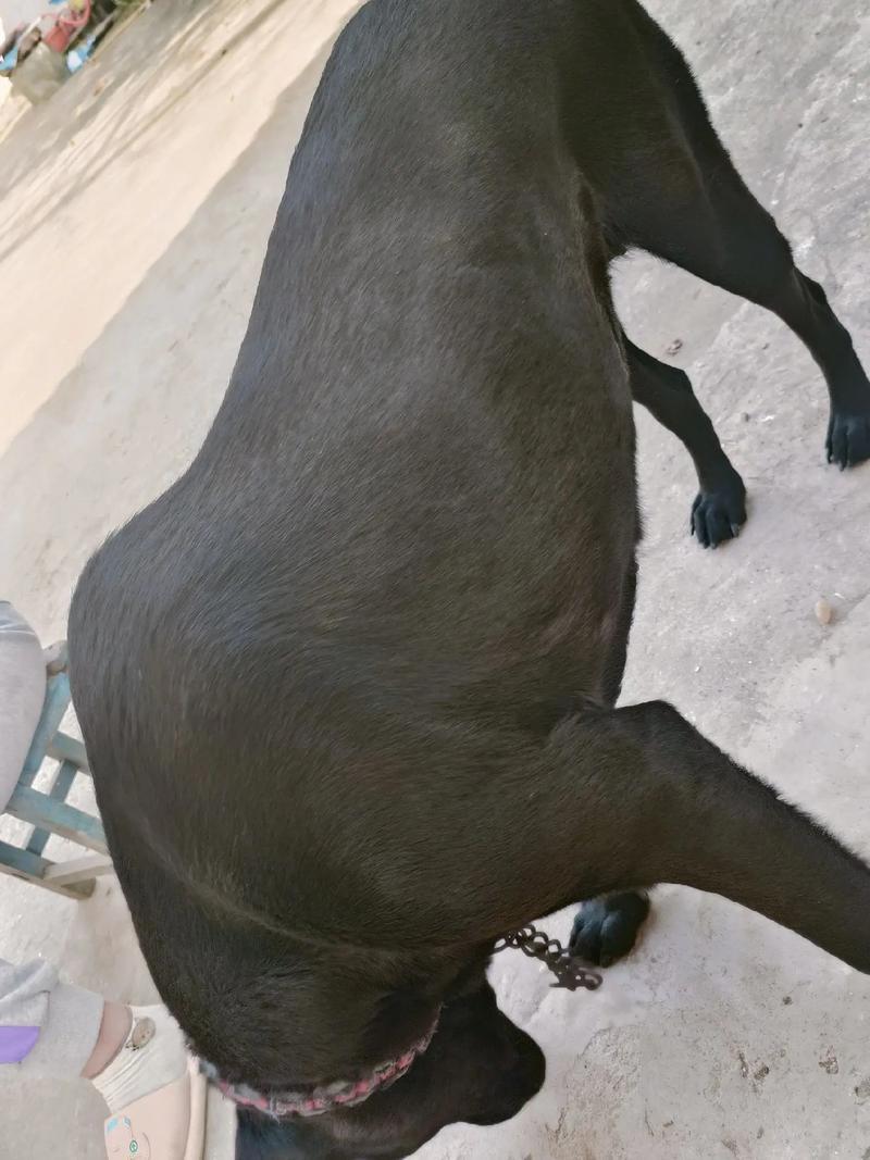 夢見小黑狗