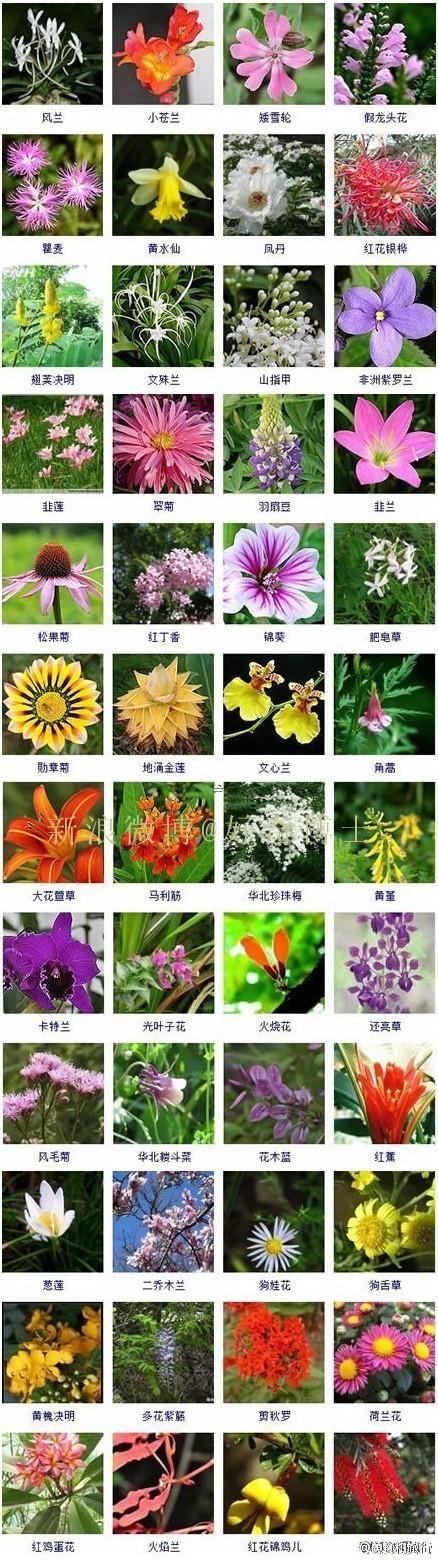 花卉公司名字好聽吸引人