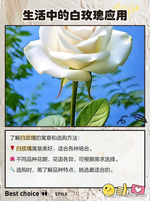 白玫瑰普通送什么人