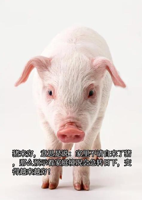 農(nóng)夫家里出千金是啥生肖