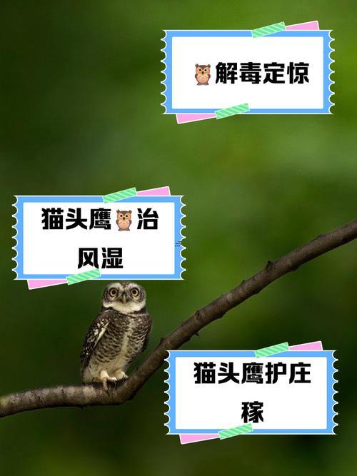 周公解夢夢見鷹落樹上