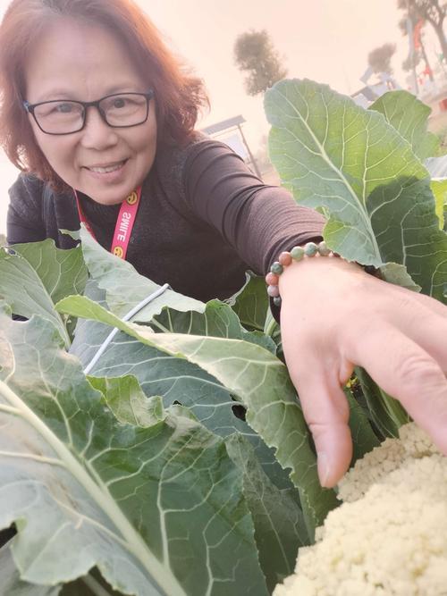 夢見偷菜