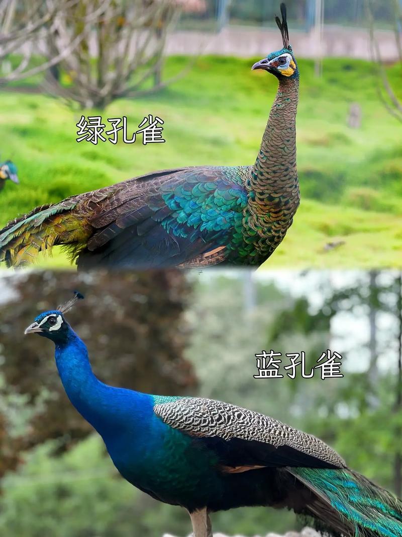 龍的寓意與象征