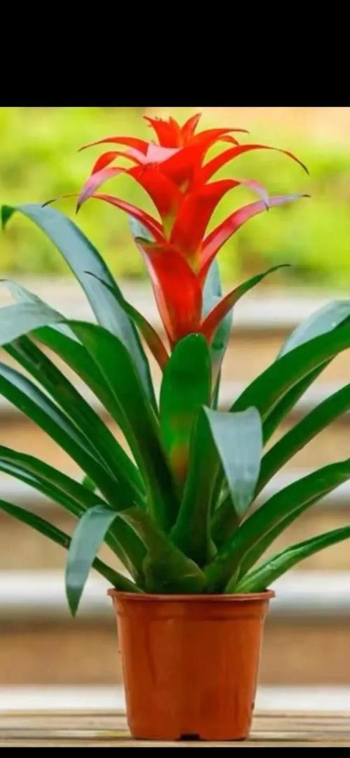 最招財?shù)闹参锱c花