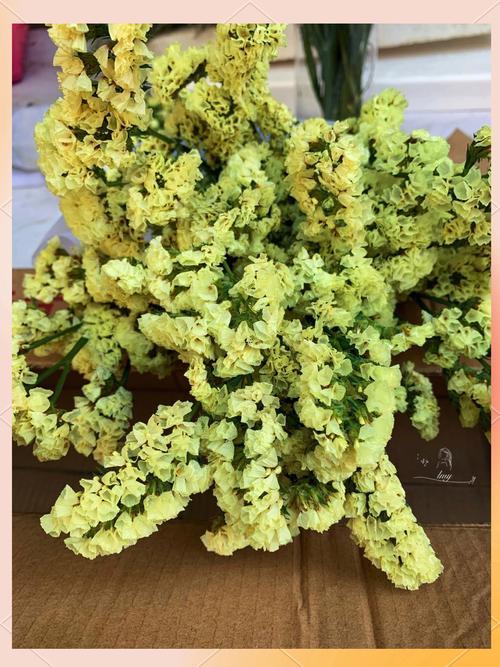 勿忘我干花