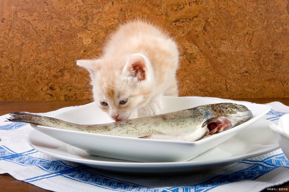 夢見貓吃魚