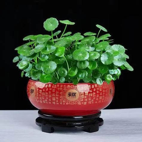 屬馬得適合養(yǎng)什么樣得植物