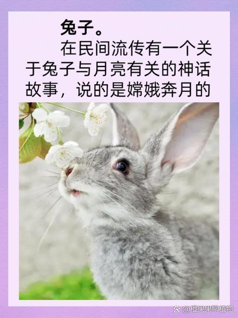 兔的傳說