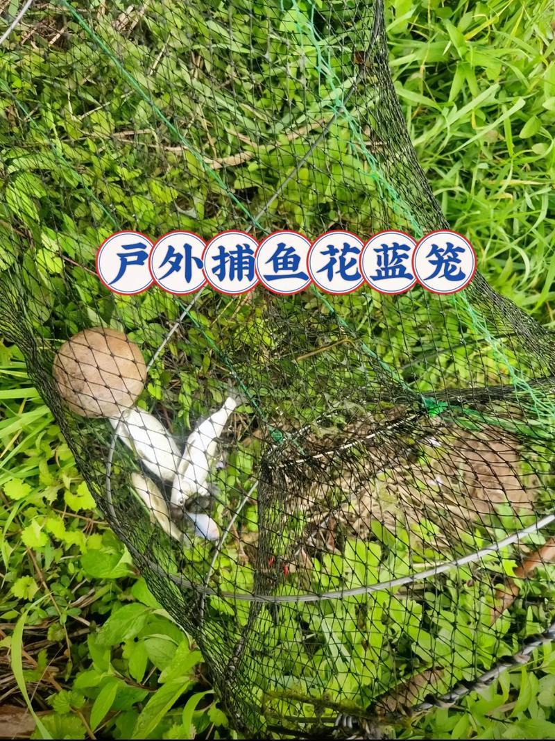 夢(mèng)見(jiàn)抓魚(yú)