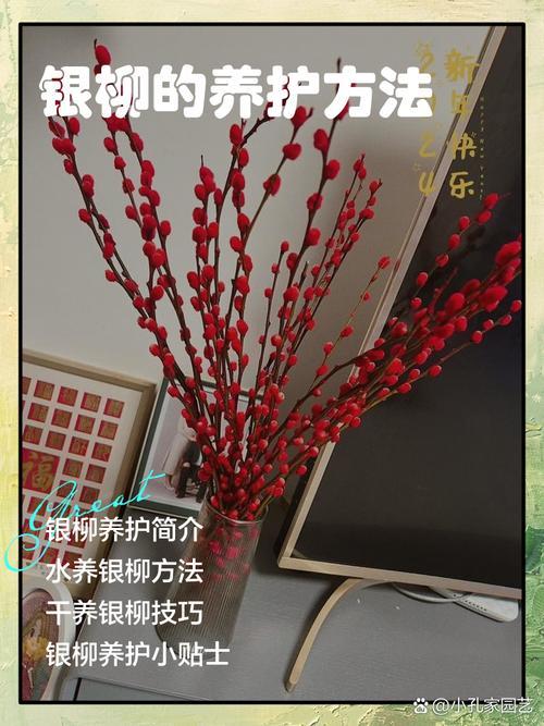 銀柳為什么不能放家里
