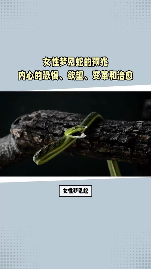 夢(mèng)見(jiàn)黑色的蛇