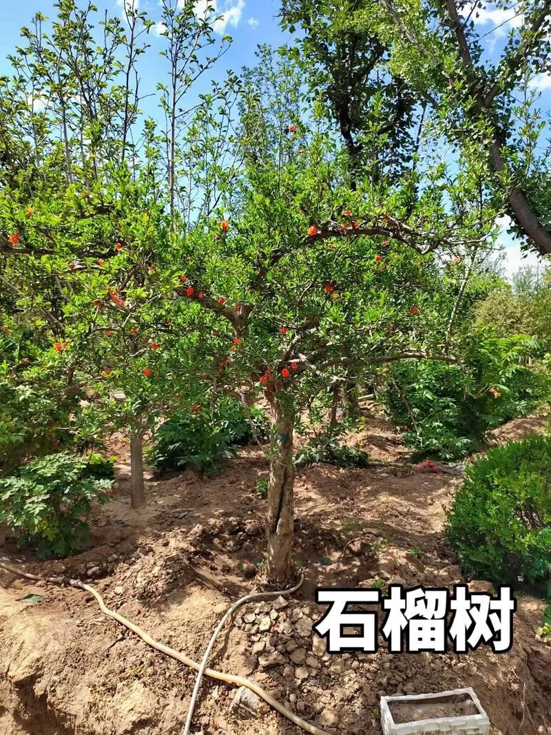 廠區(qū)風(fēng)水