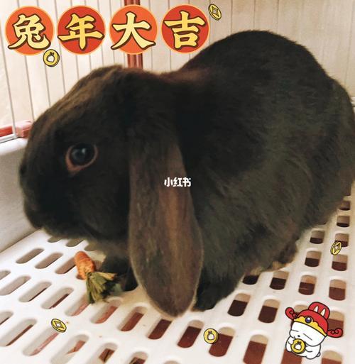 黑兔年好嗎