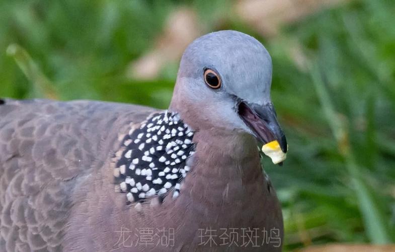 斑鳩來家的預(yù)兆灰斑鳩叫聲