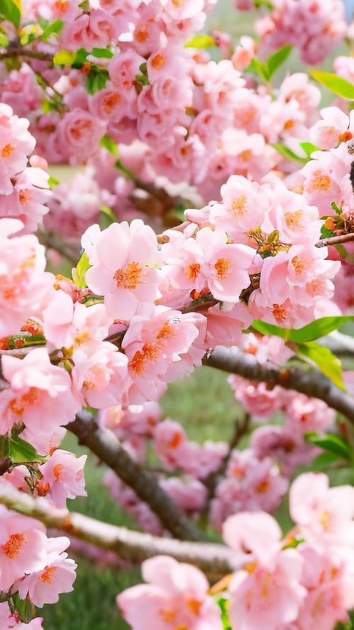 華人開運(yùn)桃花