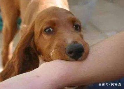 女人夢見狗咬手指是何事東西意思