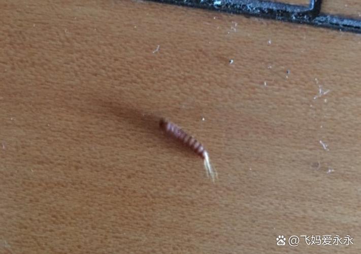 夢見蟲子在地上爬