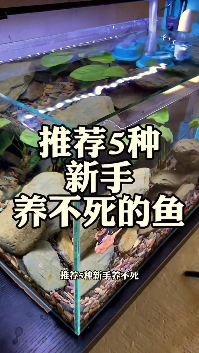 家里養(yǎng)魚