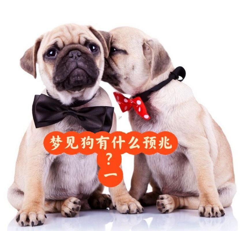夢見好多狗