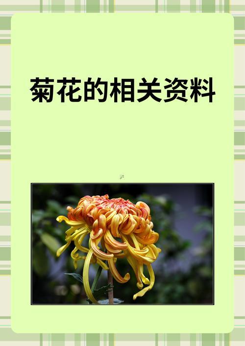 菊花代表啥生肖
