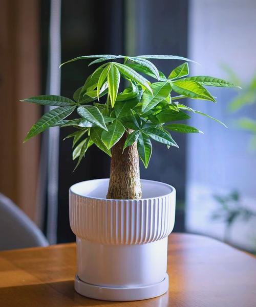 室內招財樹有那些