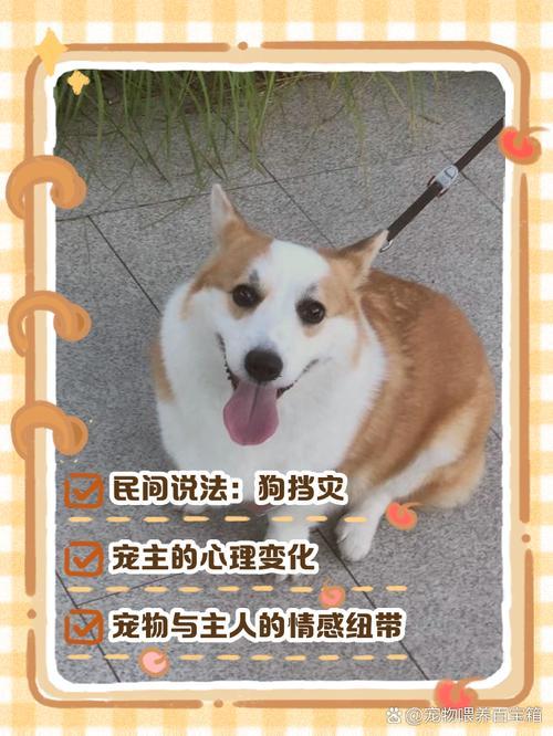 夢(mèng)見(jiàn)自己的狗死了