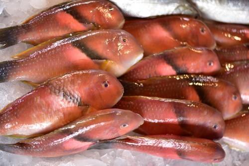 夢到死魚