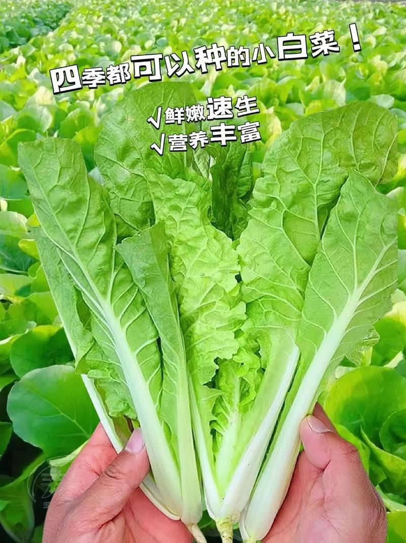 夢(mèng)見綠色蔬菜