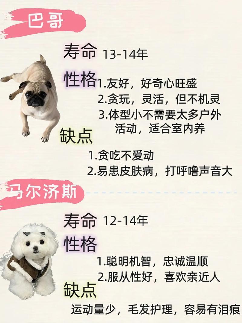 寵物狗的名字