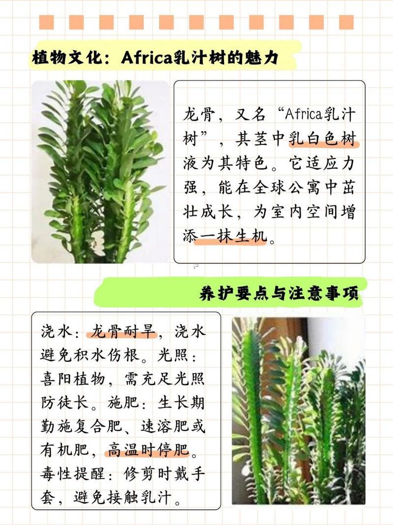 龍骨花的風(fēng)水作用
