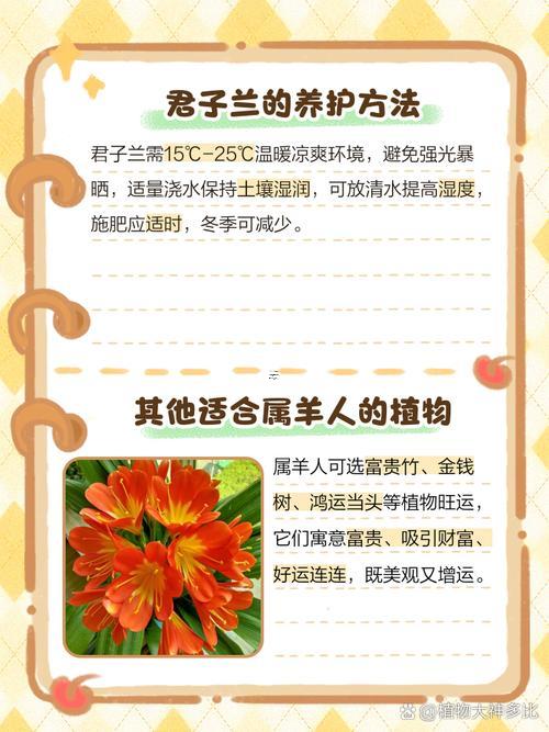 屬羊養(yǎng)君子蘭花好嗎