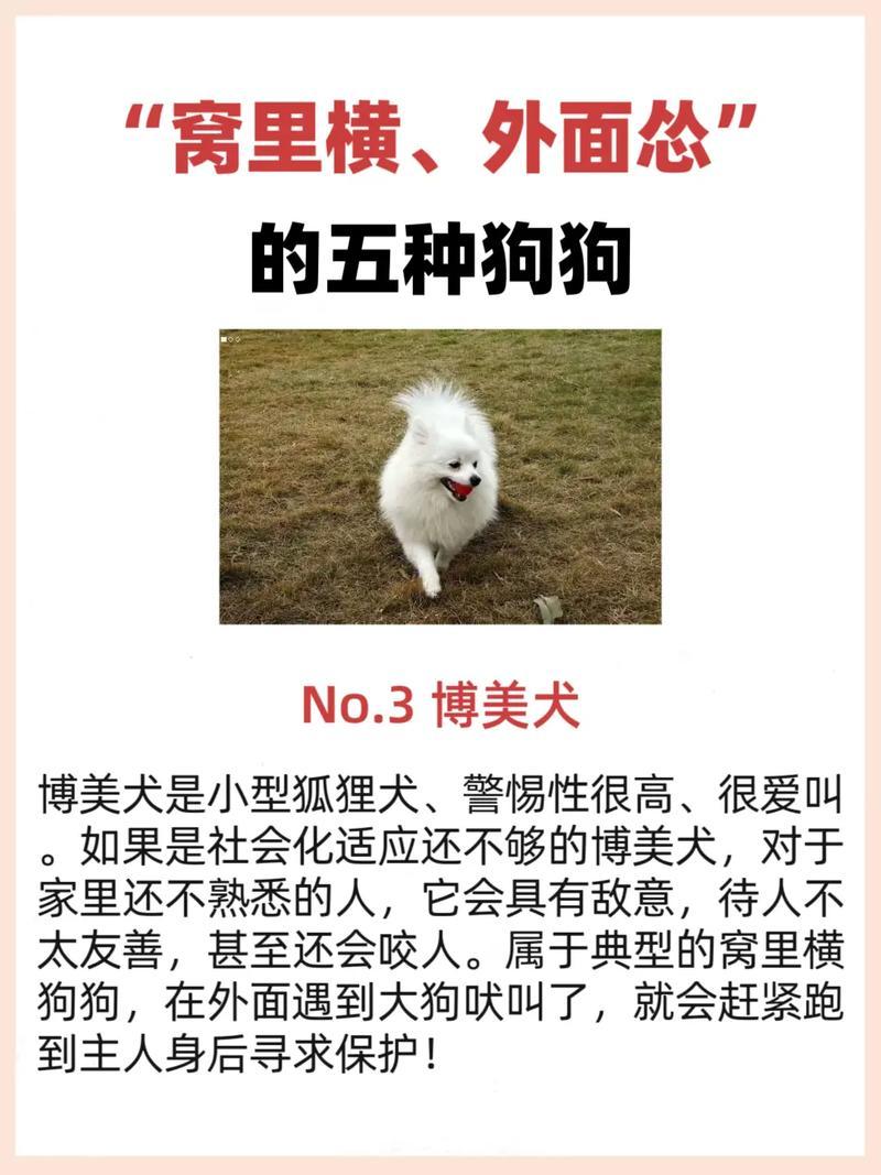 狗的性格特點