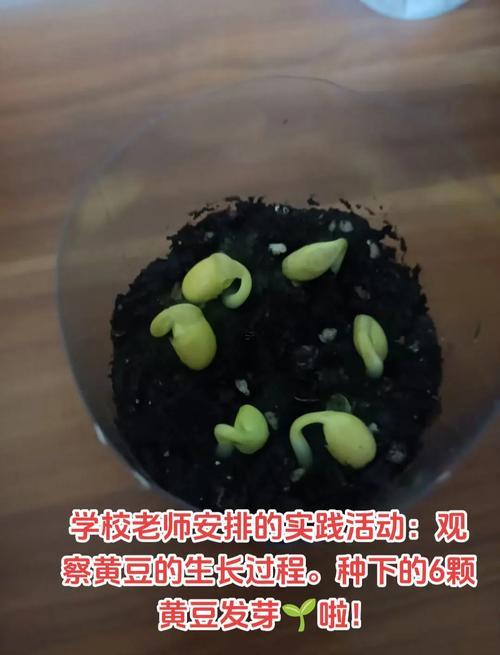 夢(mèng)見黃豆