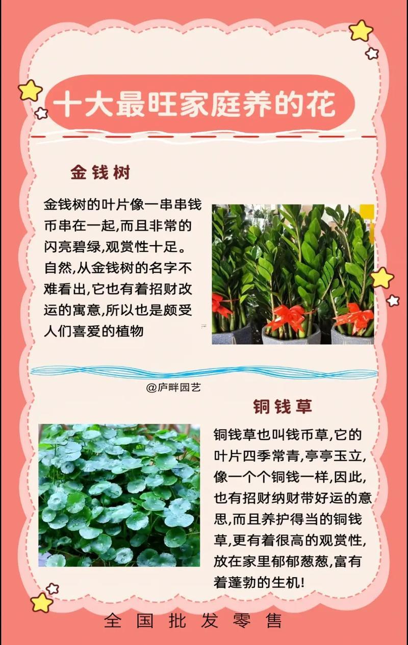 金錢樹寓意