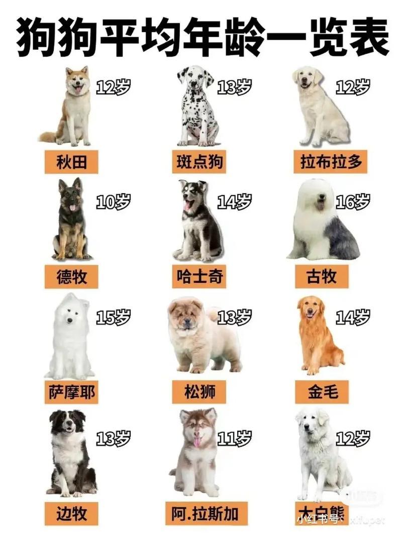 哪一年是狗年