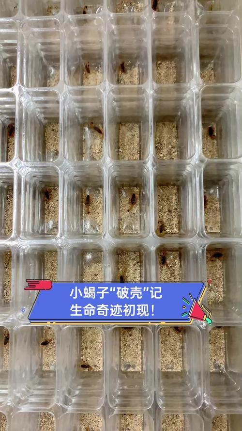 夢見蝎子是什么預兆