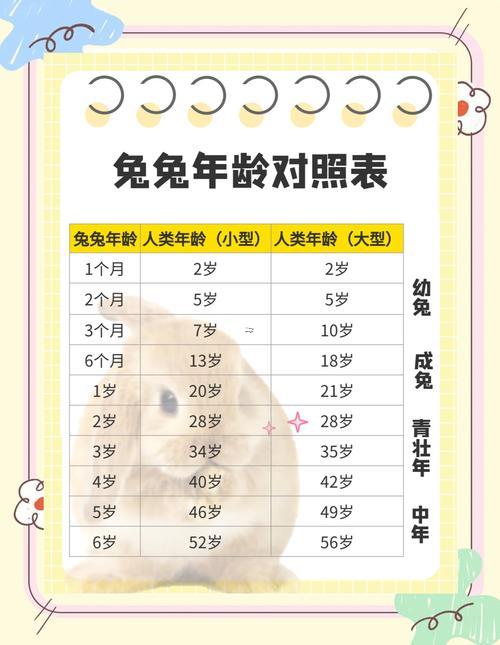 兔是什么東西時辰