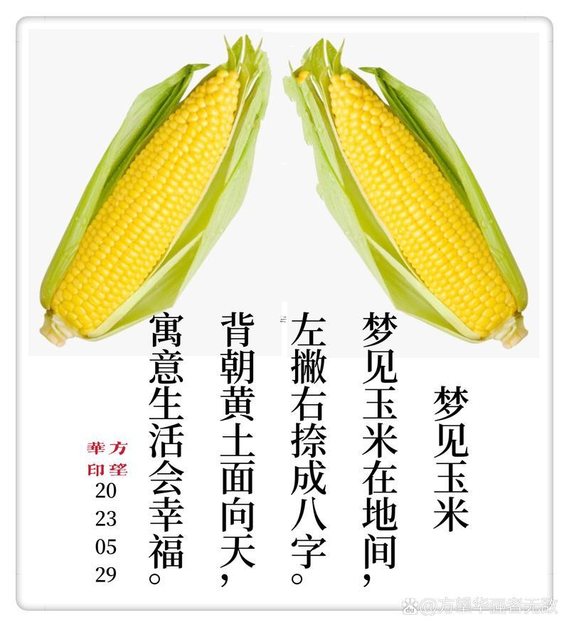 夢(mèng)見好多玉米