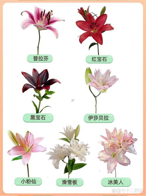 夢(mèng)見百合花